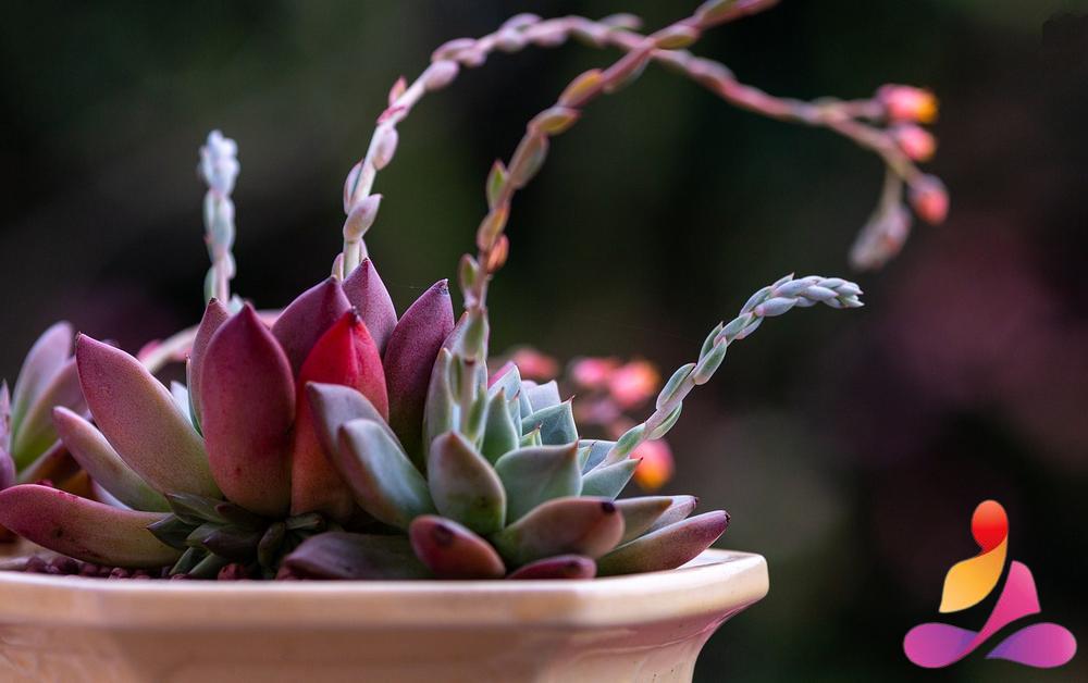 Tecniche di Meditazione per i Chakra